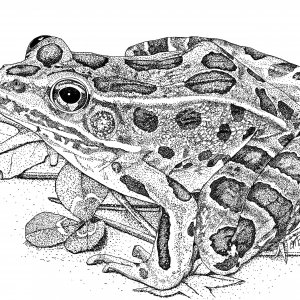 Northern Leopard Frog Pen & Ink ©2020 A. T. Baron