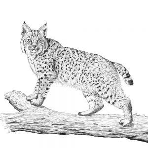 Bobcat Pen & Ink ©2021 A. T. Baron