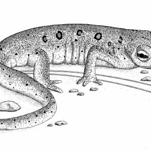 Eastern Newt Pen & Ink ©2022 A. T. Baron