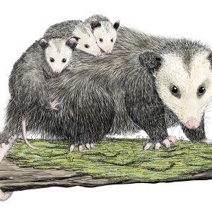 Opossum With Babies Pen & Ink with Color ©2023 A. T. Baron