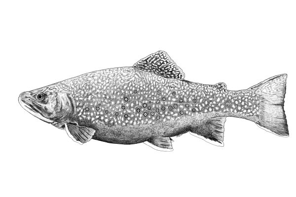 Brook Trout Pen & Ink ©2024 A. T. Baron