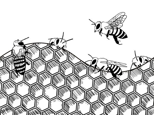 Honeybee Math