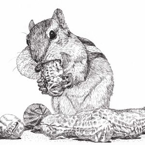 Chipmunk and Peanuts Pen & Ink ©2020 A. T. Baron